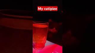 #trending #magic #with #cute #cat #love #status #viralvedio #youtubeshorts
