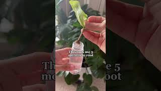The process of ZZ propagation can be a LONG one! #plantcare #zzplant #propagation