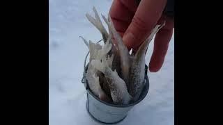 Прикол  Целое ведро рыбы The joke is a whole bucket of fish 笑话是一整桶鱼