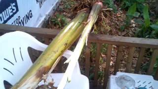 Banana tree care and maintenance.