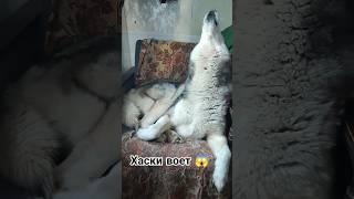 Хаски воет  собака поет о нелегкой судьбе  #dog #songs #humor #husky #юмор #собаки #тренды #pets