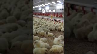 Как настроить высоту ниппельных поилок для бройлеров #птицеводство #птичник #бройлер