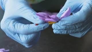 Saffron flower being hand trimmed.