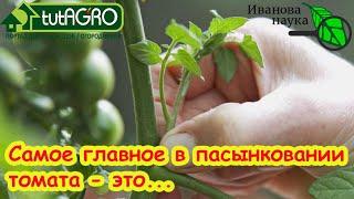 До 40 кистей на 1 растении!  ФОРМИРОВАНИЕ ТОМАТА. Как пасынкованием увеличить урожай.