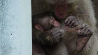 感動が止まらない！みなしごのヤクザルが見せた奇跡の瞬間  / ヤクシマザル ヤク ニホンザル monpai monyet サル 猿 子ザル 小猿