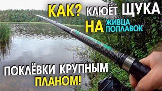 Поехал за СУДАКОМ а наловил ЩУК. Ловля ЩУКИ на живца в конце лета. КАК ЛОВИТЬ ЩУКУ \ Līdaku cope