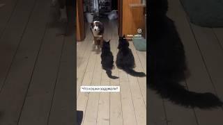 Обязательно подпишись на наш приют и приходи в ТГ. Помощь можно оказать по реквизитам в профиле.