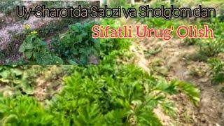 SABZI va Sholg'omdan Sifatli Urug' OLISH/Сабзи ва шолгомдан Сифатли Уруг олиш