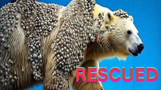 RESCUED POLAR BEAR AND WHALES