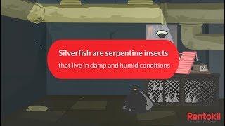How to Get Rid of Silverfish  |  Rentokil Pest Control