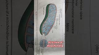 #structureofmitochondria