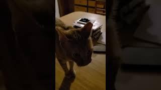 Feral Cat Adventures: Whisker Wonders Unleashed #catvids