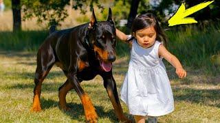 The Doberman grabbed the girl and threw her across the yard. When mom came running, she was stunned!