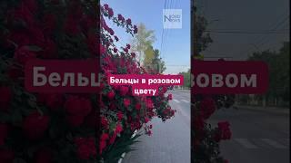 Бельцы в розовом цвету
