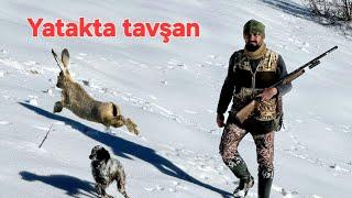 TAVŞAN KEKLİK AVI (TAVŞANI KÖPEK ZANNETTİM) HARE HUNTİNG يصطاد حجل أرنب chasse au lapin Diriliş Arms