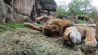 Top Moments Of Cuteness And Rascality At The Oregon Zoo