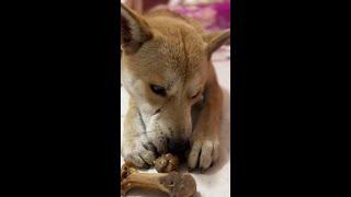 The security system must ensure good health #Chinese rural dog #Record truck life with Douyin #Reco