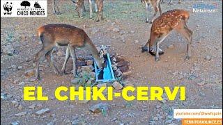 El CHIKI-CERVI. #territoriolince #apbvigo #cervatillos