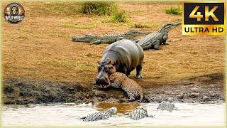THE HIPPO: Nature’s Most Unexpected Killer in Action! | Animal Documentary