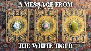 A Message From The White Tiger *Timeless* Pick A Card | Tarot Reading