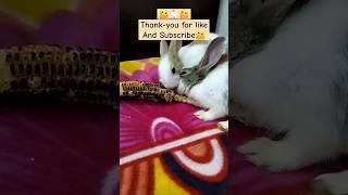 Pet bunny with corn #trending #rabbit #yt #cute #new #vlog #news #funny #shorts #fyp #status #song