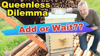 Beekeeping Emergency: No Eggs, No Queen—Add One Or Wait?