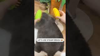 cat cleaning brush