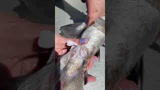 Spotted Ratfish (Hydrolagus colliei) pre-pelvic clasper movements