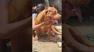 PIT MONSTER LEK THE BEST KENNEL #lekthebestkennel