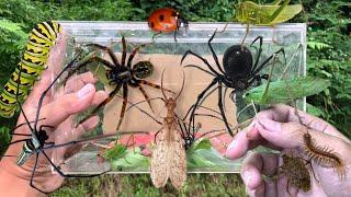 hunting insect in the wild‼️catch giant golden orb spider, giant katydid, dobson fly, jewel beetle