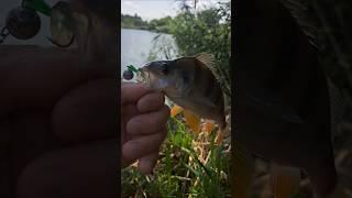Fishing #superfish #рыбалка #vladimirkafarov #окунь #fishing