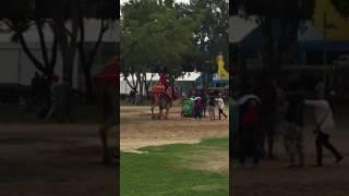 How does a camel sit?