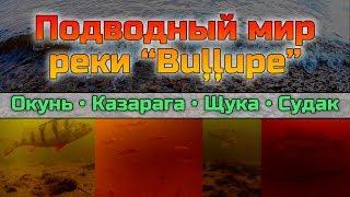 Подводный мир реки “Buļļupe”. Окунь, щука, судак, белая рыба и даже казарага.