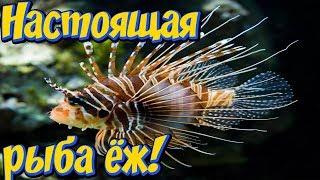 Морская рыба крылатка зебра в аквариуме! Морской аквариум Зооленда! Zooland в Харькове