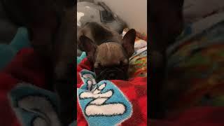 It’s a boy! Check out this adorable Frenchie pup! #fok #frenchie #frenchbulldog