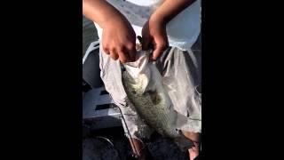 Andrews Frog Fish