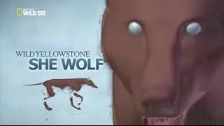 Incredibly Realistic Wolf Documentary