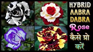 How to Growing Hybrid Abra ka Dabra verity Rose plant / Tiger rose flower plant Growing #abrakadabra