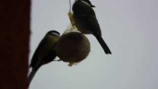 Széncinege - Kohlmeise - Great Tit (Parus major) 1080p HD