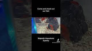 Majestic Aquariums online