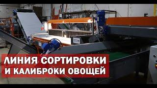 Линия сортировки овощей (видео)