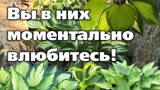 ТОП - 7 лучших сортов хосты. Самые устойчивые и надежные