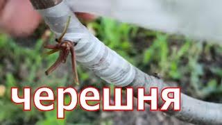 как Привил Черешню Летом // cherry grafting