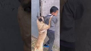 Hero dog saves son from danger #shorts