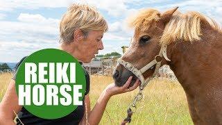 Faith healer performing Reiki on HORSES