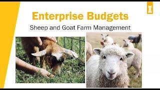 Enterprise Budgets   Sheep & Goat Farm Management