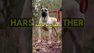 Most Powerful Dogs Breed in World   #kangal #doglover #dogsoftiktok #doglovers #dogs #dog #canecor