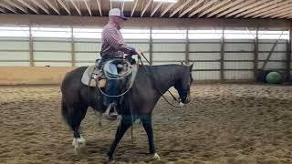 How to ride bridle-less (part 1, what you need to know) Bridleless horseback riding.