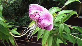 Lilium speciosum var. Uchida