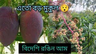 এক হাত মুকুল বিদেশি রঙ্গিন আমে। #আম #মুকুল #রঙিনফল